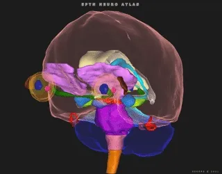 Rotating EPTN brain Atlas